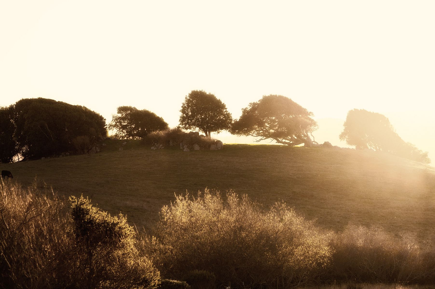 Marin County