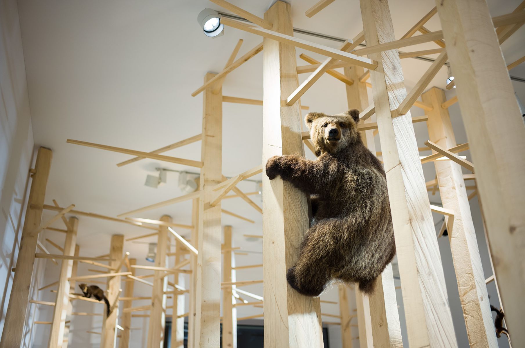 Erco - Nature Museum St. Gallen